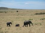 14777 Elephants walking.jpg